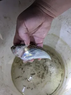 Pacific Sandfish thumbnail 4