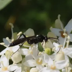 Vulgichneumon brevicinctor thumbnail 2