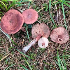 Rufous Milkcap thumbnail 4