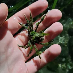 Graceful Decorator Crab thumbnail 4