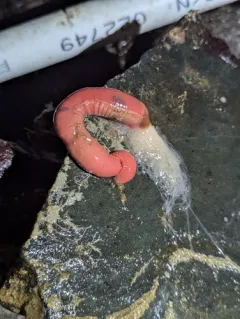 Neoamphitrite robusta thumbnail 4
