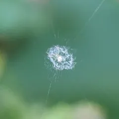 lined orbweaver thumbnail 3