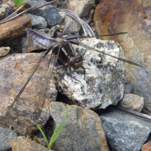 White Corporal