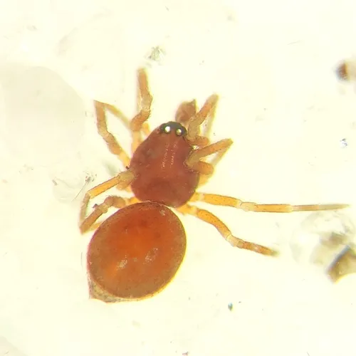 Ceraticelus minutus