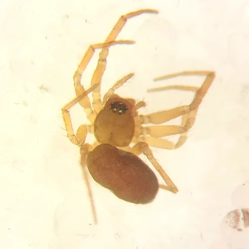 Sisicottus montanus
