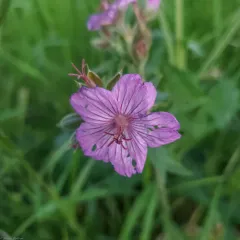 sticky geranium thumbnail 4