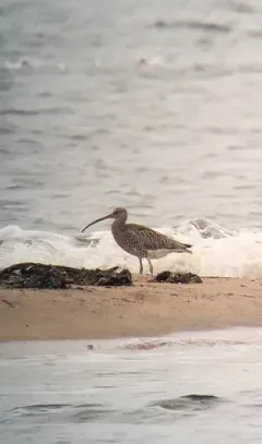 Eurasian Curlew thumbnail 3