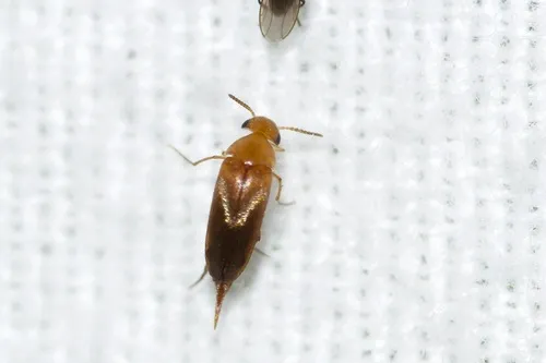 Mordellistena vapida