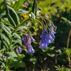 mountain bluebells thumbnail 2