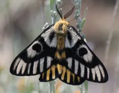 Nuttall's Sheep Moth thumbnail 2
