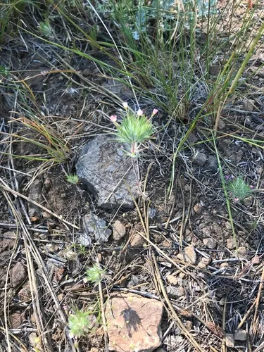 Whiskerbrush