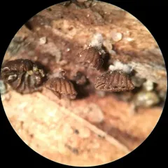 Resupinatus striatulus thumbnail 3