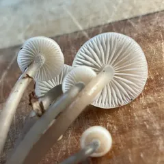 Mycena laevigata thumbnail 4