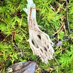 violet-banded coral fungus thumbnail 2