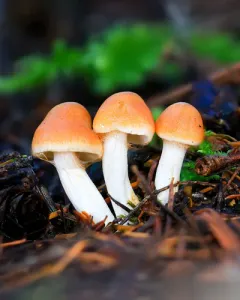 Thaxterogaster vibratilis thumbnail 4