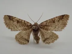 Hazel Zale Moth thumbnail 3