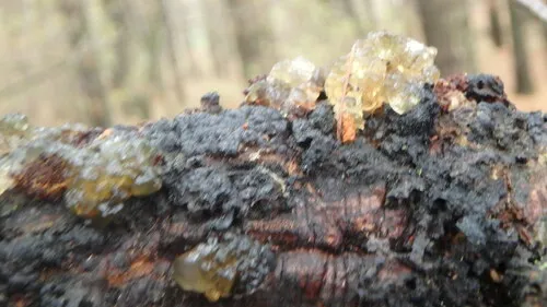 Hakea Gummosis Fungus