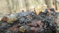 Hakea Gummosis Fungus thumbnail 1