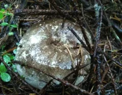 Blackening Brittlegill thumbnail 2