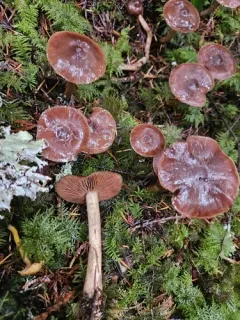 Cortinarius nauseosouraceus thumbnail 2