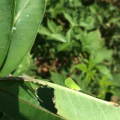 Green Cone-headed Planthopper thumbnail 2