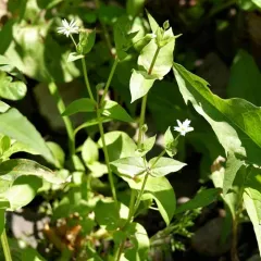 Water Chickweed thumbnail 3