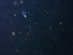 Dimophyes arctica thumbnail 1