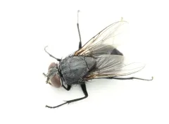 Muscina pascuorum thumbnail 3