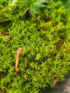 Cylindric Beard-moss thumbnail 4