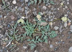 Peck's lomatium thumbnail 2