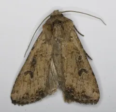 Red-backed Cutworm Moth thumbnail 4