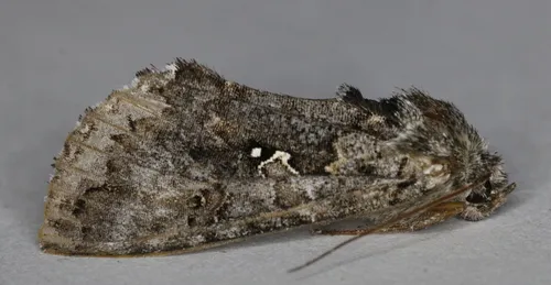 Syngrapha u-aureum