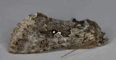 Syngrapha u-aureum thumbnail 1