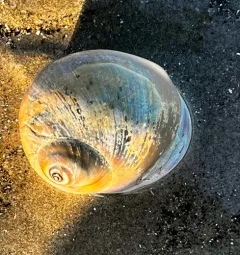 Shark Eye thumbnail 4