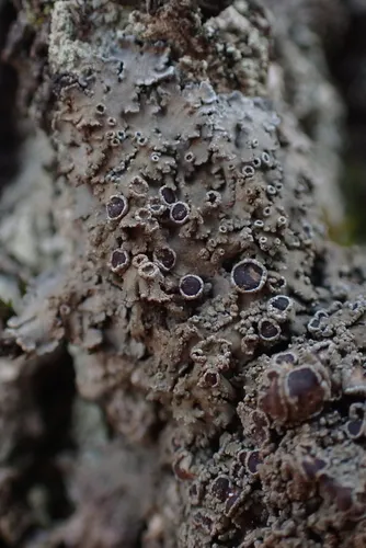 Pannaria subfusca