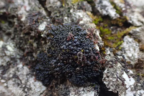 Dotted Jelly Lichen