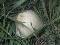 puffball parasol thumbnail 2