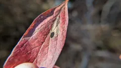 Coptodisca magnella thumbnail 2