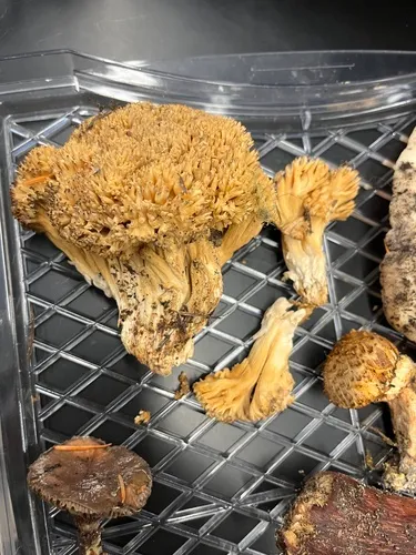 Ramaria caulifloriformis