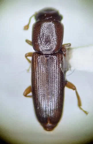 Rhizophagus sculpturatus