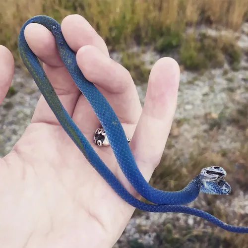 Smooth Greensnake