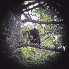 Bald Eagle thumbnail 3