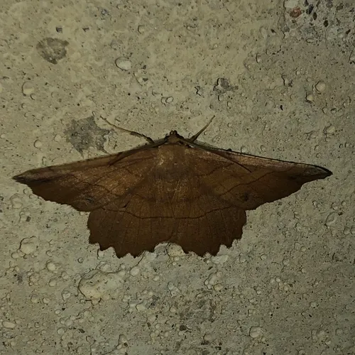 Johnson's Euchlaena Moth