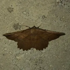 Johnson's Euchlaena Moth thumbnail 1
