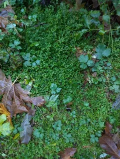 Krauss's clubmoss thumbnail 1