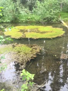 Giant Calliergon Moss thumbnail 4
