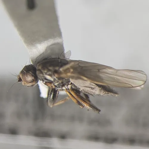 Copromyza equina