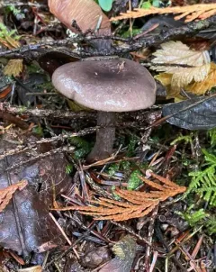 Lactarius glutigriseus thumbnail 4