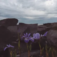 northern blue flag thumbnail 1