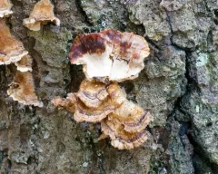 Bleeding Oak Crust thumbnail 3